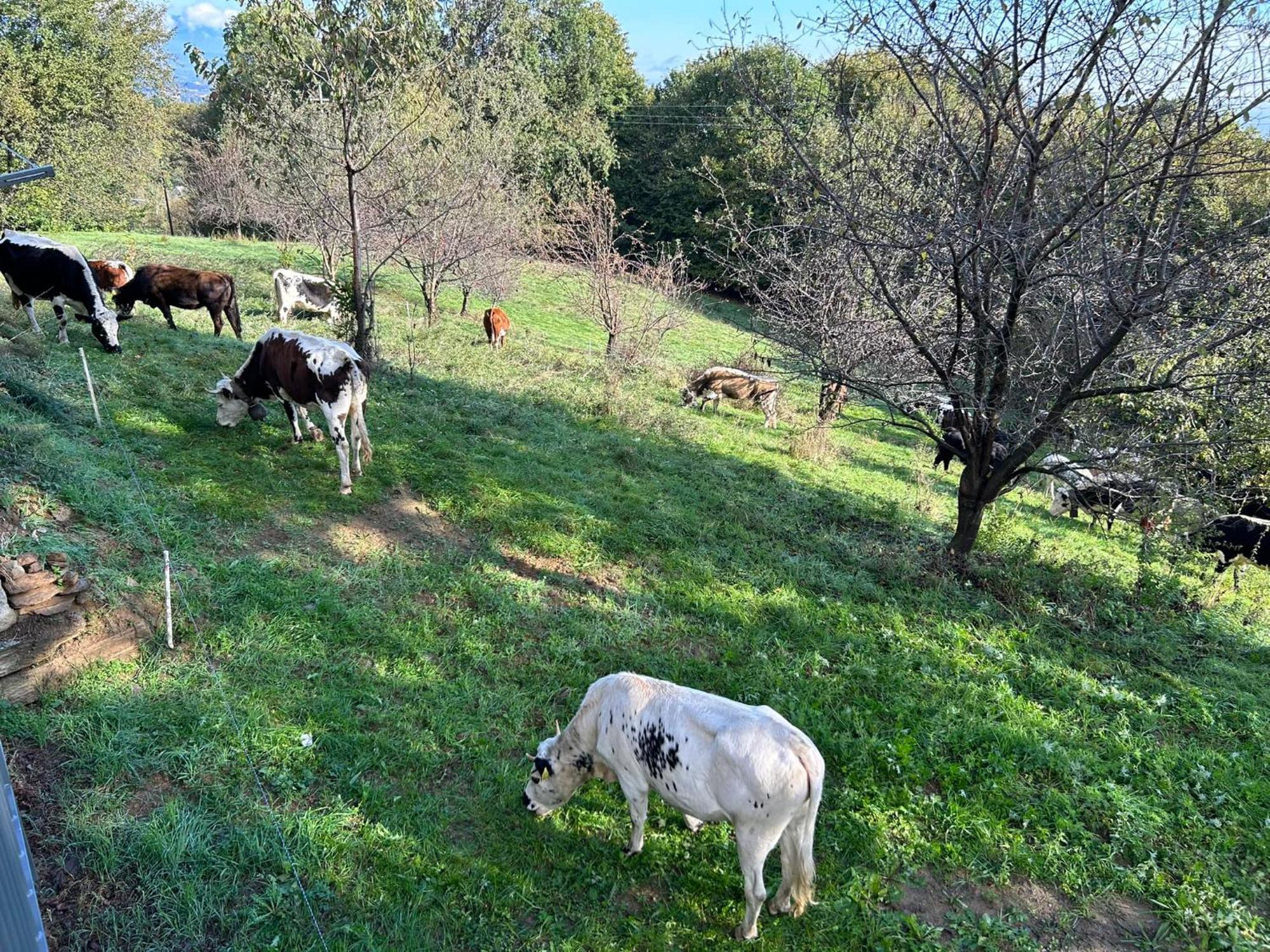 Casa Salada Villa Bagnolo Piemonte Luaran gambar